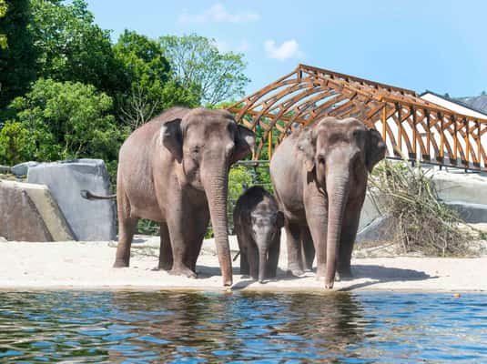Amsterdam: ARTIS Amsterdam Royal Zoo Entry Ticket