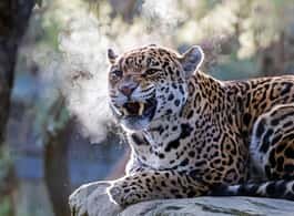 Amsterdam: ARTIS Amsterdam Royal Zoo Entry Ticket side 1