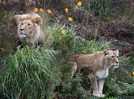 Amsterdam: ARTIS Amsterdam Royal Zoo Entry Ticket side 2