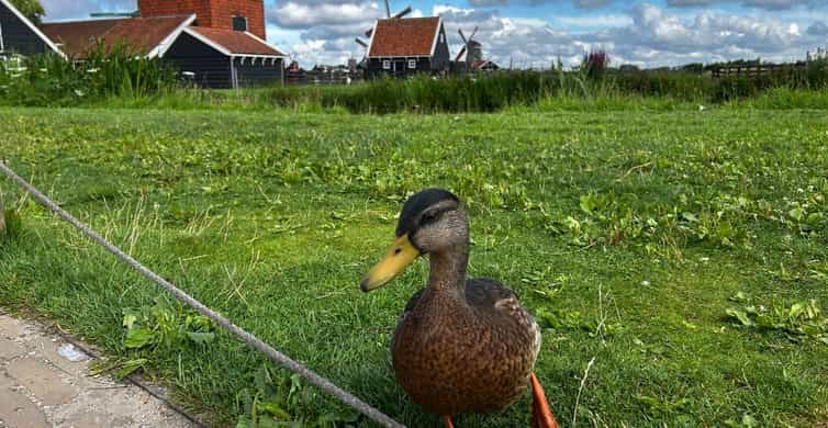 Amsterdam: Zaanse Schans, Edam, Volendam & Marken Bus Tour side 2