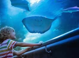 Antalya: Aquarium and Wax Museum Entry Ticket side 1