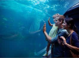 Antalya: Aquarium and Wax Museum Entry Ticket side 2