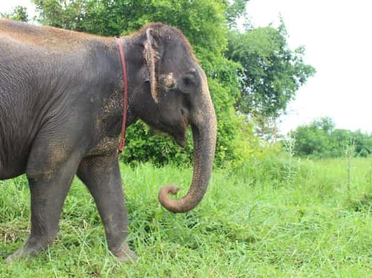 Bangkok: Ethical Elephant Guided Tour with Hotel Transfers