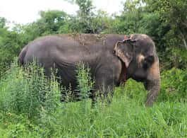 Bangkok: Ethical Elephant Guided Tour with Hotel Transfers side 1