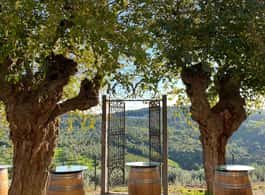 Florence Chianti: Diadema Supertuscan Tasting Tour Experience side 1