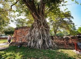 From Bangkok: Ayutthaya Temples Guided Tour with Lunch side 2