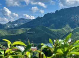 From Kuala Lumpur: Cameron Highlands Day Tour with Lunch side 2