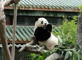 Guangzhou: Guangzhou Zoo Official Entry Ticket with Pandas side 1