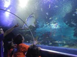 Kuala Lumpur: Aquaria KLCC Entry Ticket side 1