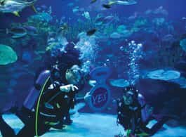 Kuala Lumpur: Aquaria KLCC Entry Ticket side 2