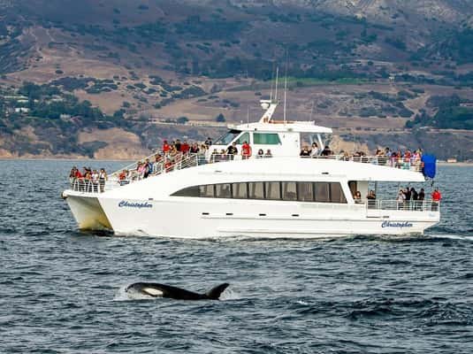 Long Beach: Whale and Dolphin Watching Cruise