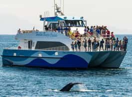 Long Beach: Whale and Dolphin Watching Cruise side 2